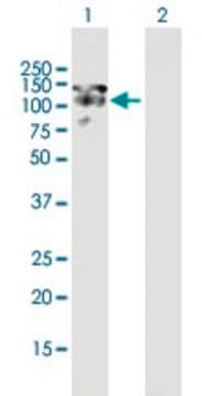 Anti-MAP1S antibody produced in mouse purified immunoglobulin, buffered aqueous solution