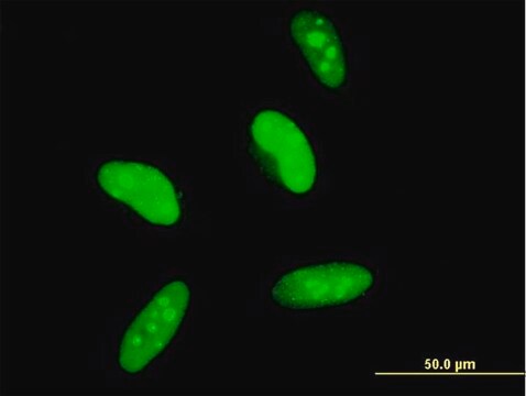 Monoclonal Anti-MAGED2 antibody produced in mouse clone 6G10, purified immunoglobulin, buffered aqueous solution