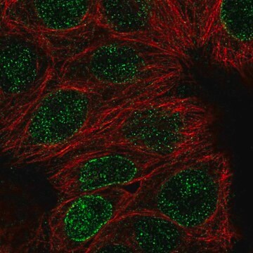 Anti-DCTN5 antibody produced in rabbit Prestige Antibodies&#174; Powered by Atlas Antibodies, affinity isolated antibody