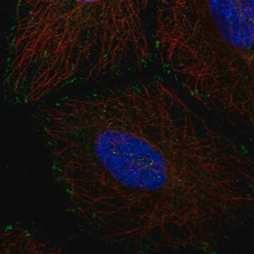 Anti-EMC4 antibody produced in rabbit Prestige Antibodies&#174; Powered by Atlas Antibodies, affinity isolated antibody