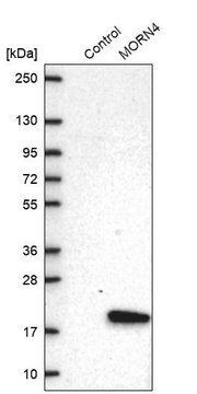 Anti-MORN4 antibody produced in rabbit Prestige Antibodies&#174; Powered by Atlas Antibodies, affinity isolated antibody, buffered aqueous glycerol solution