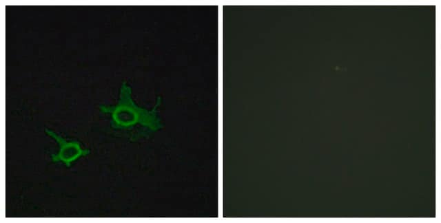 Anti-FZD3 antibody produced in rabbit affinity isolated antibody