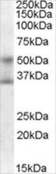 Anti-FOXA1/HNF3A antibody produced in goat affinity isolated antibody, buffered aqueous solution