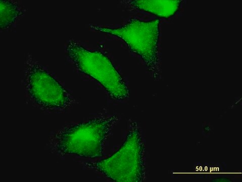 Monoclonal Anti-CNTN4 antibody produced in mouse clone 4B10, purified immunoglobulin, buffered aqueous solution