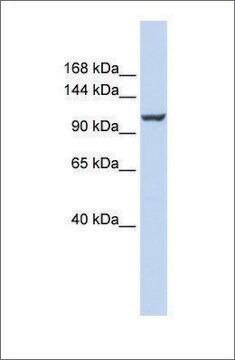 抗ATP2B4抗体 ウサギ宿主抗体 affinity isolated antibody