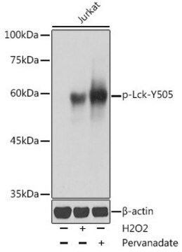 Anti-Phospho-Lck-Y505 antibody produced in rabbit