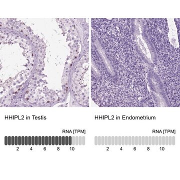 Anti-HHIPL2 antibody produced in rabbit Prestige Antibodies&#174; Powered by Atlas Antibodies, affinity isolated antibody, buffered aqueous glycerol solution