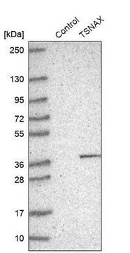 Anti-TSNAX antibody produced in rabbit Prestige Antibodies&#174; Powered by Atlas Antibodies, affinity isolated antibody, buffered aqueous glycerol solution, ab2