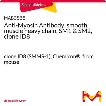 Anti-Myosin Antibody, smooth muscle heavy chain, SM1 &amp; SM2, clone ID8 clone ID8 (SMMS-1), Chemicon&#174;, from mouse