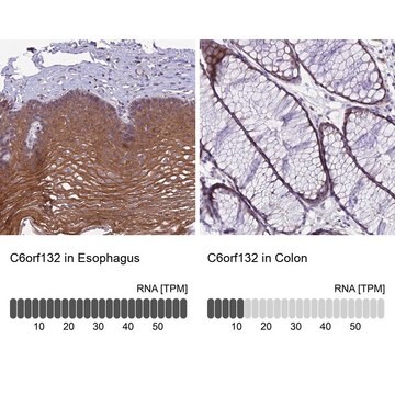 Anti-C6orf132 antibody produced in rabbit Prestige Antibodies&#174; Powered by Atlas Antibodies, affinity isolated antibody, buffered aqueous glycerol solution