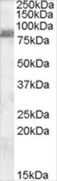 Anti-TRABID/ZRANB1 antibody produced in goat affinity isolated antibody, buffered aqueous solution