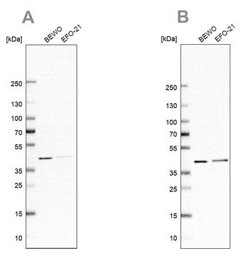 Anti-PCBP1 antibody produced in rabbit Prestige Antibodies&#174; Powered by Atlas Antibodies, affinity isolated antibody