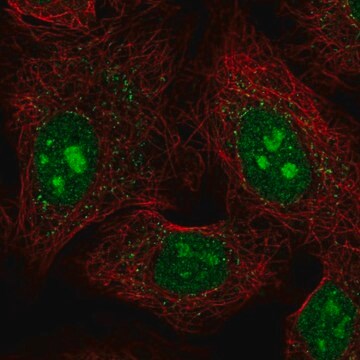 Anti-PCDHAC1 antibody produced in rabbit Prestige Antibodies&#174; Powered by Atlas Antibodies, affinity isolated antibody