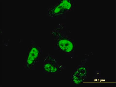 Monoclonal Anti-PML antibody produced in mouse clone 1D12, purified immunoglobulin, buffered aqueous solution