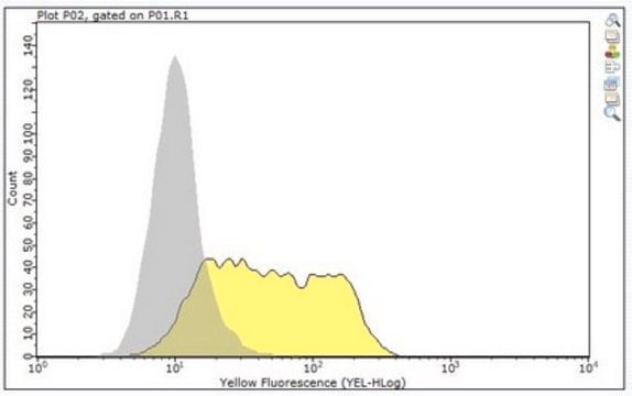 Anti-MIC-A MIC-B Antibody, clone 6D4 clone 6D4, from mouse