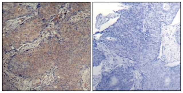 Anti-phospho-MRCL3 (pSer18) antibody produced in rabbit affinity isolated antibody