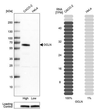 Anti-OCLN antibody produced in rabbit Prestige Antibodies&#174; Powered by Atlas Antibodies, affinity isolated antibody, buffered aqueous glycerol solution