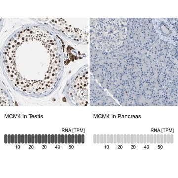 Anti-MCM4 antibody produced in rabbit Prestige Antibodies&#174; Powered by Atlas Antibodies, affinity isolated antibody, buffered aqueous glycerol solution