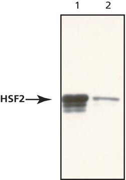 Anti-Heat Shock Factor 2 antibody produced in rabbit IgG fraction of antiserum, buffered aqueous solution