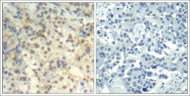 Anti-phospho-CFL1 (pTyr139) antibody produced in rabbit affinity isolated antibody