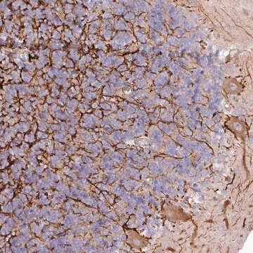 Anti-EFHC2 antibody produced in rabbit Prestige Antibodies&#174; Powered by Atlas Antibodies, affinity isolated antibody, buffered aqueous glycerol solution