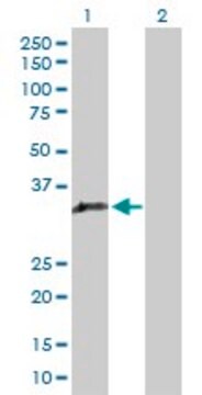 Anti-GIMAP5 antibody produced in rabbit purified immunoglobulin, buffered aqueous solution