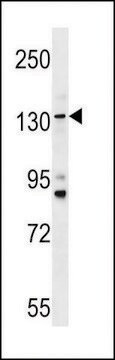 ANTI-TMC5 (CENTER) antibody produced in rabbit affinity isolated antibody, buffered aqueous solution