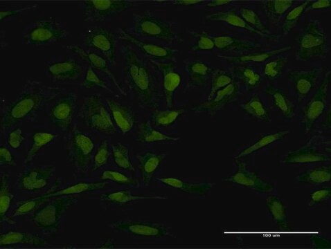 Monoclonal Anti-PTTG1 antibody produced in mouse clone 1G10, purified immunoglobulin, buffered aqueous solution