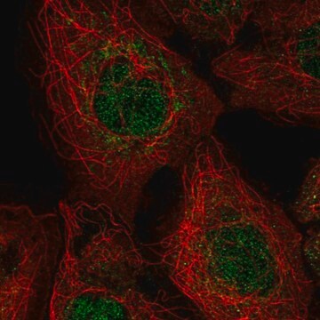 Anti-EXOC3 antibody produced in rabbit Prestige Antibodies&#174; Powered by Atlas Antibodies, affinity isolated antibody