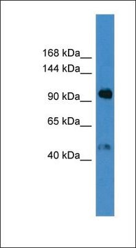 Anti-LPA antibody produced in rabbit affinity isolated antibody