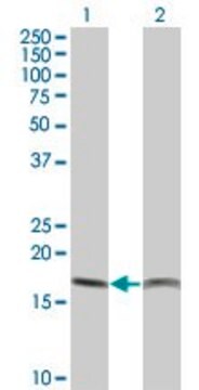 Monoclonal Anti-PTH antibody produced in mouse clone 3E7, purified immunoglobulin, buffered aqueous solution