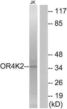 Anti-OR4K2 antibody produced in rabbit affinity isolated antibody