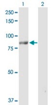 Anti-POLH antibody produced in rabbit purified immunoglobulin, buffered aqueous solution