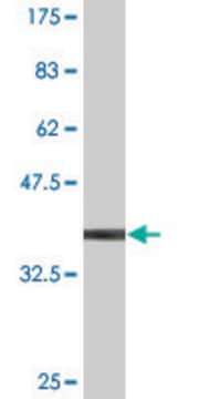 Monoclonal Anti-ATP5J antibody produced in mouse clone 1F10, purified immunoglobulin, buffered aqueous solution