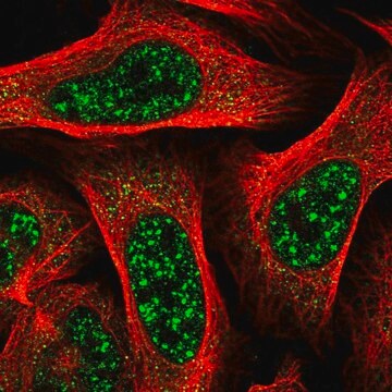 Anti-TBC1D8 antibody produced in rabbit Prestige Antibodies&#174; Powered by Atlas Antibodies, affinity isolated antibody