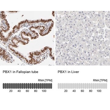 Anti-PBX1 antibody produced in rabbit Prestige Antibodies&#174; Powered by Atlas Antibodies, affinity isolated antibody, buffered aqueous glycerol solution