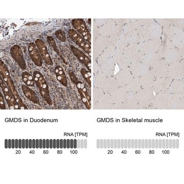 Anti-GMDS antibody produced in rabbit Prestige Antibodies&#174; Powered by Atlas Antibodies, affinity isolated antibody, buffered aqueous glycerol solution