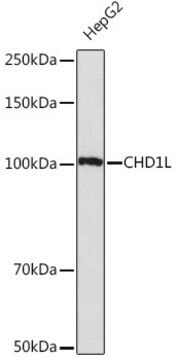 Anti-CHD1L Antibody, clone 3C1O9, Rabbit Monoclonal