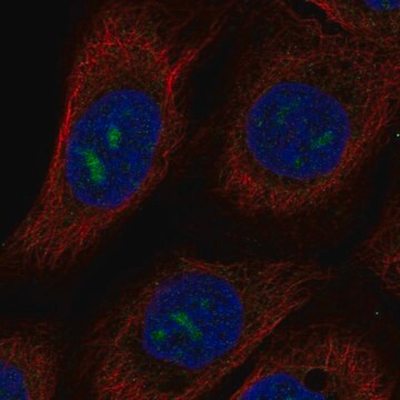 Anti-MPPED2 antibody produced in rabbit Prestige Antibodies&#174; Powered by Atlas Antibodies, affinity isolated antibody