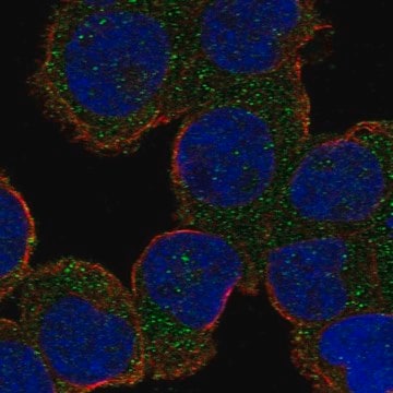 Anti-Als2 Antibody Produced In Rabbit Prestige Antibodies&#174; Powered by Atlas Antibodies, affinity isolated antibody, buffered aqueous glycerol solution