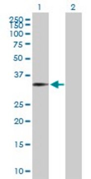 Anti-FOXJ1 antibody produced in mouse purified immunoglobulin, buffered aqueous solution