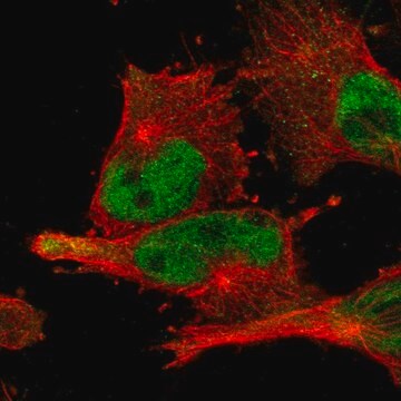 Anti-BRD9 antibody produced in rabbit Prestige Antibodies&#174; Powered by Atlas Antibodies, affinity isolated antibody, buffered aqueous glycerol solution