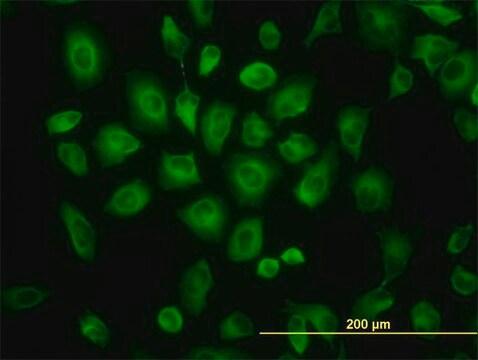 Monoclonal Anti-TUBB2C antibody produced in mouse clone 1G3, purified immunoglobulin, buffered aqueous solution