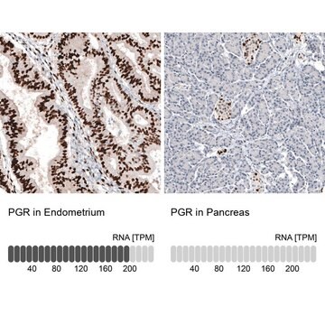 Monoclonal Anti-PGR antibody produced in mouse Prestige Antibodies&#174; Powered by Atlas Antibodies, clone CL8721, purified immunoglobulin, buffered aqueous glycerol solution