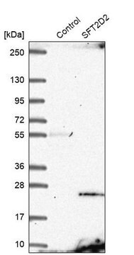 Anti-SFT2D2 antibody produced in rabbit Prestige Antibodies&#174; Powered by Atlas Antibodies, affinity isolated antibody, buffered aqueous glycerol solution