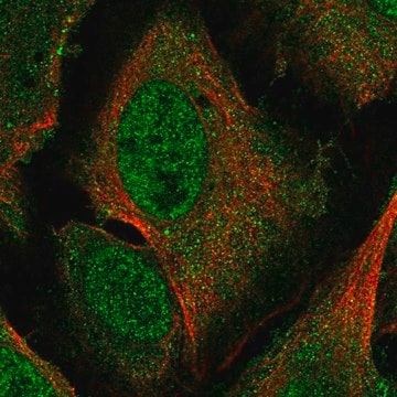 Anti-Pir Antibody Produced In Rabbit Prestige Antibodies&#174; Powered by Atlas Antibodies, affinity isolated antibody, buffered aqueous glycerol solution