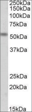 Anti-CHRNE antibody produced in goat affinity isolated antibody, buffered aqueous solution