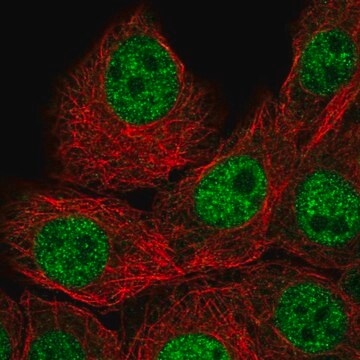 Anti-IAH1 antibody produced in rabbit Prestige Antibodies&#174; Powered by Atlas Antibodies, affinity isolated antibody