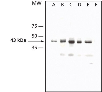 Anti-AtMPK4 antibody produced in rabbit affinity isolated antibody, liquid