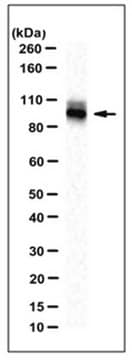 Anti-MAN1B1 Antibody, clone 1D6 clone 1D6, from mouse